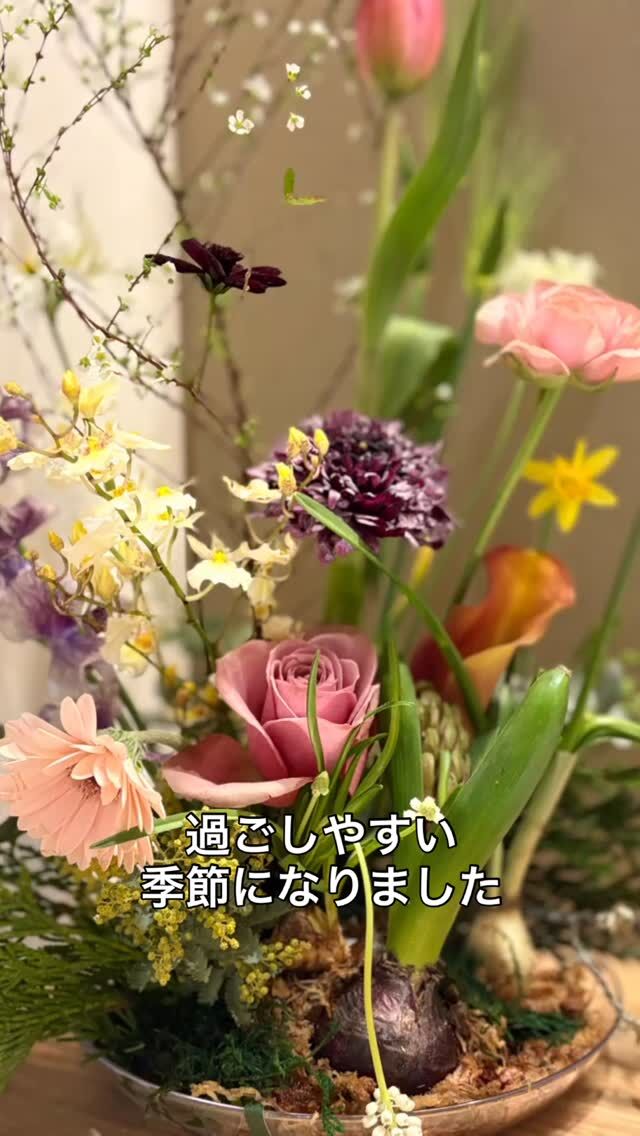 久留米のおかだ整形外科です🏥

春になり過ごしやすい季節になりました🌸
おかだ整形外科にも沢山の種類の花が満開です🌹🌸🌻

#春です #久留米市 #整形外科 #福岡県 #スポーツのある暮らし